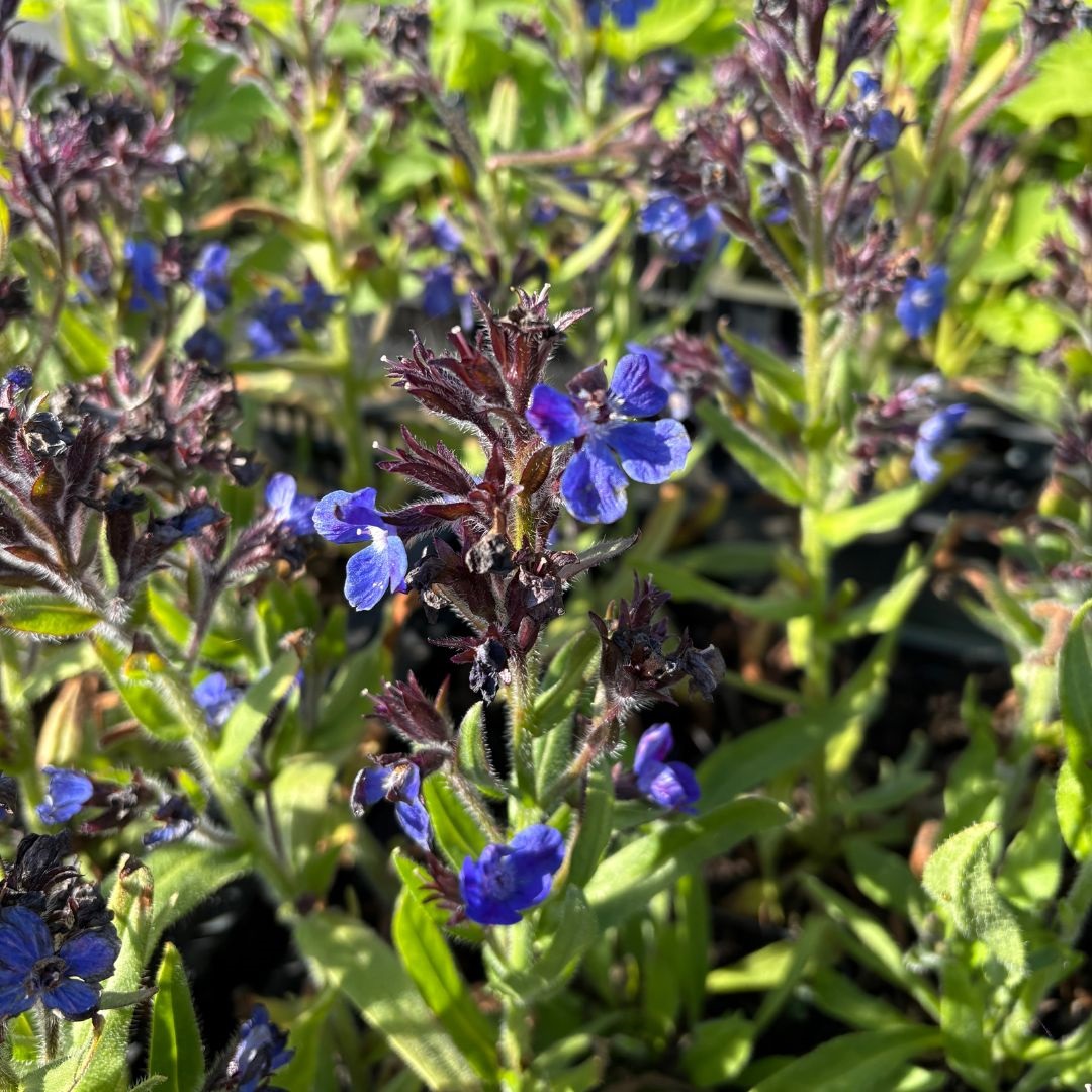 Anchusa azurea 'Loddon Royalist' (Ossetong)
