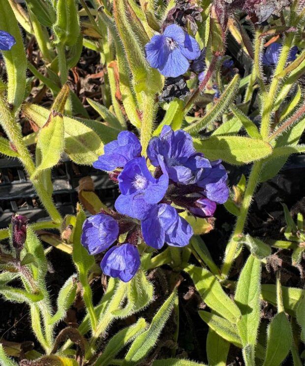 Anchusa azurea 'Loddon Royalist' (Ossetong)