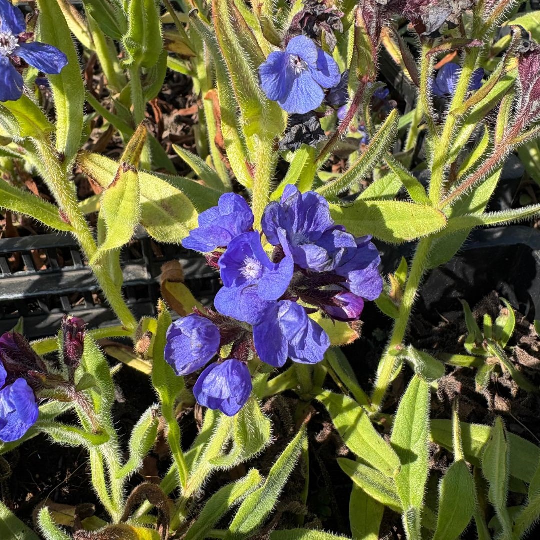 Anchusa azurea 'Loddon Royalist' (Ossetong)