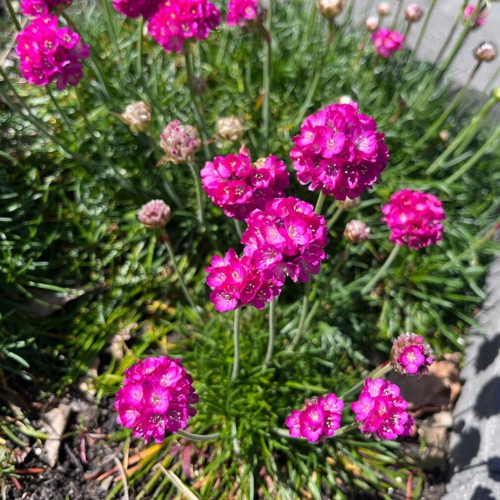 Armeria maritima 'Splendens' (Engels Gras)