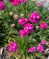 Armeria maritima 'Splendens' (Engels Gras)