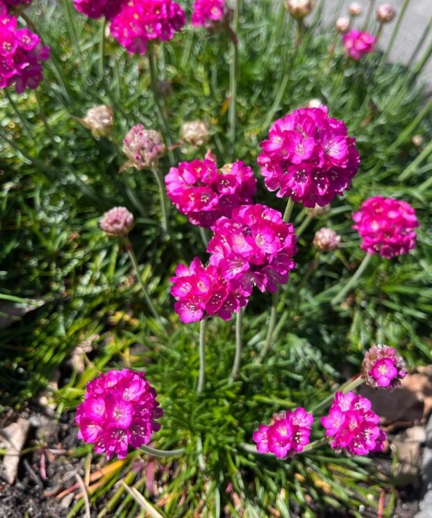 Armeria maritima 'Splendens' (Engels Gras)