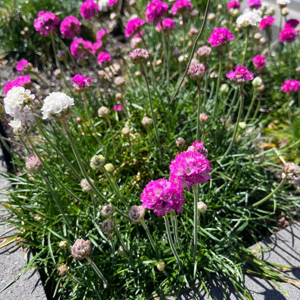 Armeria maritima 'Splendens' (Engels Gras)