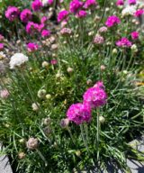 Armeria maritima 'Splendens' (Engels Gras)