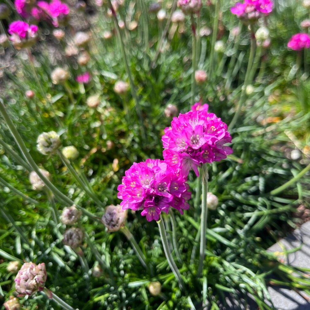 Armeria maritima 'Splendens' (Engels Gras)