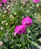 Armeria maritima 'Splendens' (Engels Gras)