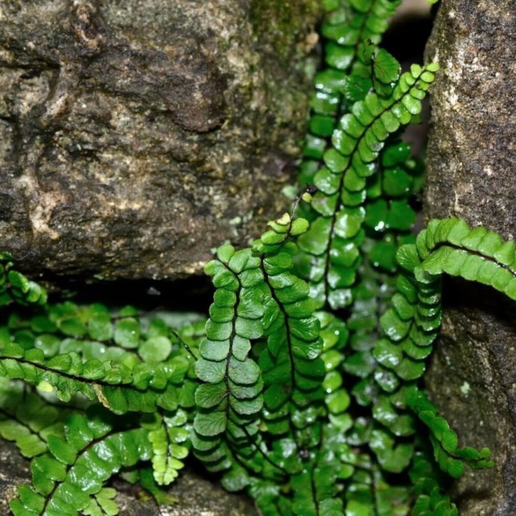 Asplenium trichomanes (Steenbreekvaren)