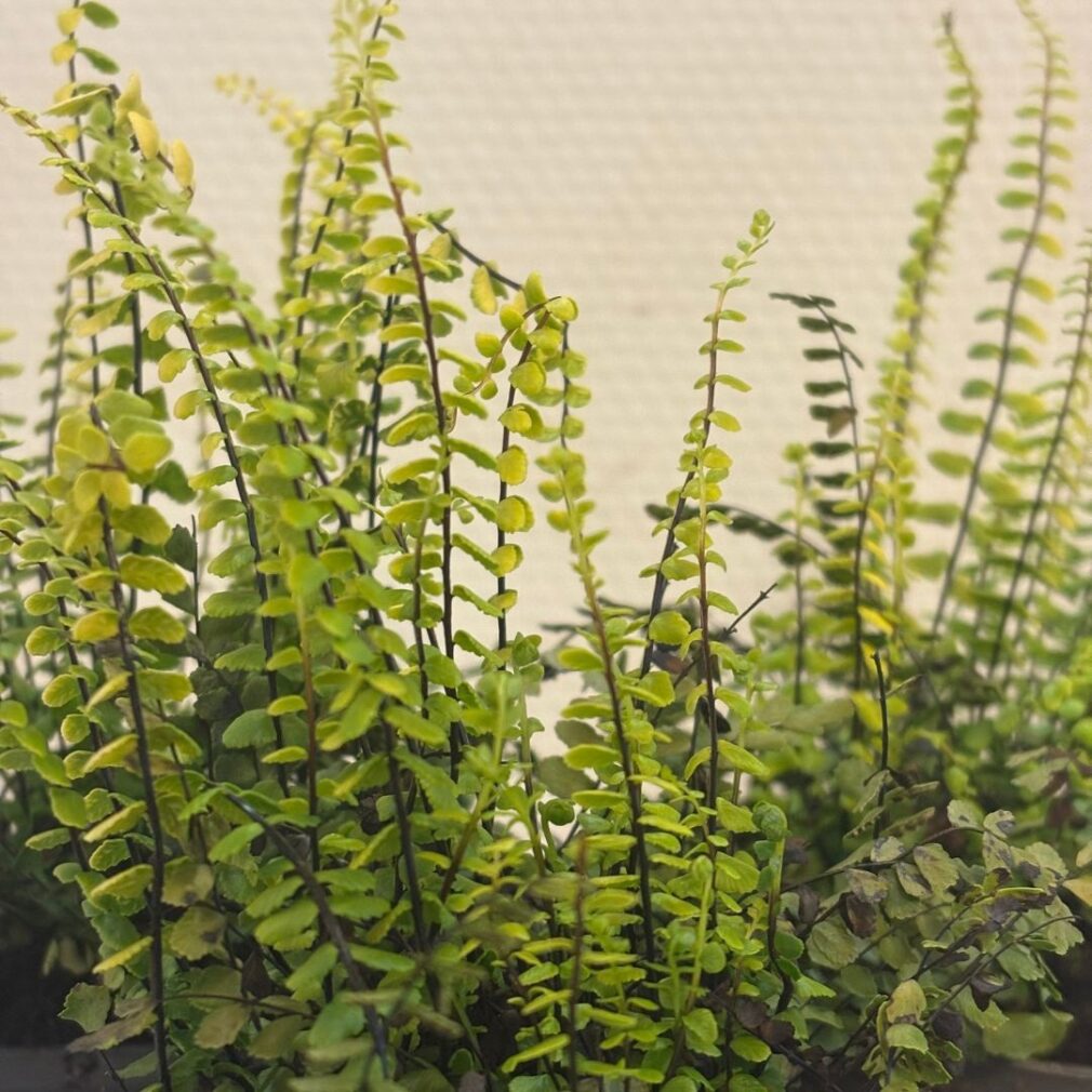 Asplenium trichomanes (Steenbreekvaren)