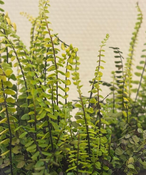 Asplenium trichomanes (Steenbreekvaren)