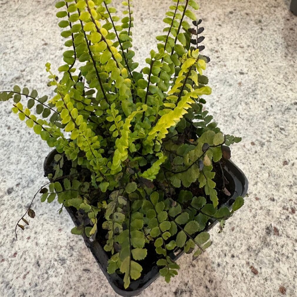 Asplenium trichomanes (Steenbreekvaren)