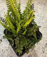 Asplenium trichomanes (Steenbreekvaren)