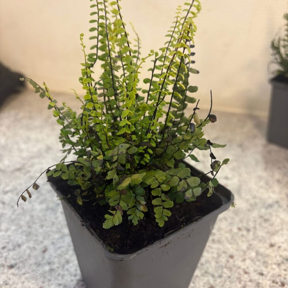 Asplenium trichomanes (Steenbreekvaren)