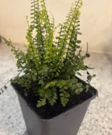 Asplenium trichomanes (Steenbreekvaren)