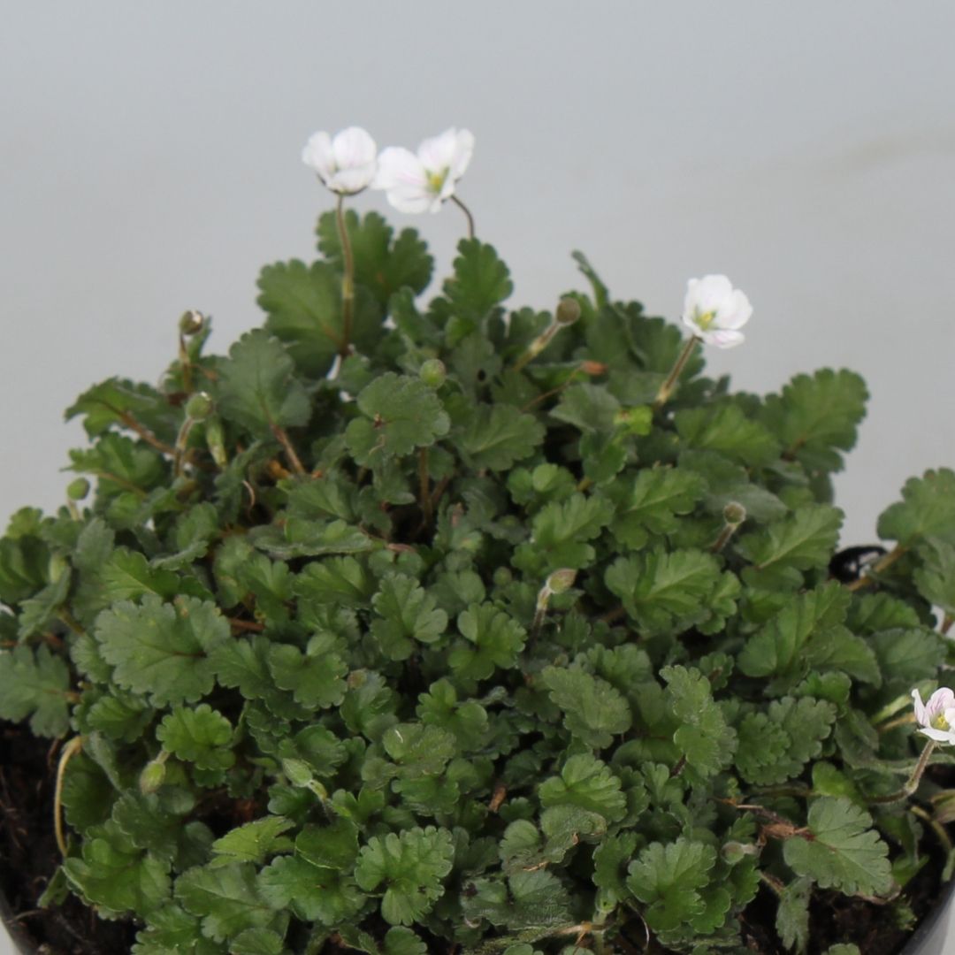 Erodium variabile 'Album' (Reigersbek)