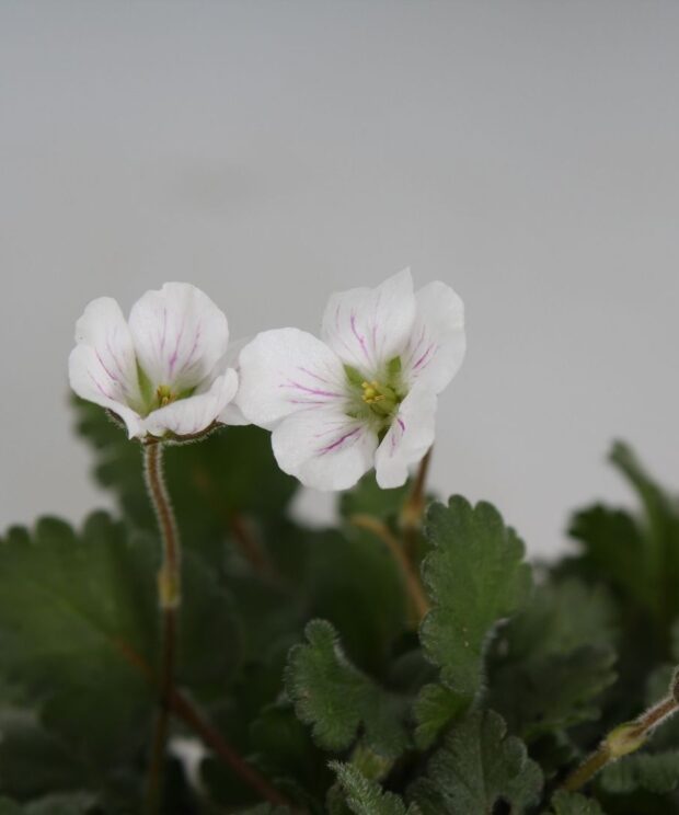 Erodium variabile 'Album' (Reigersbek)