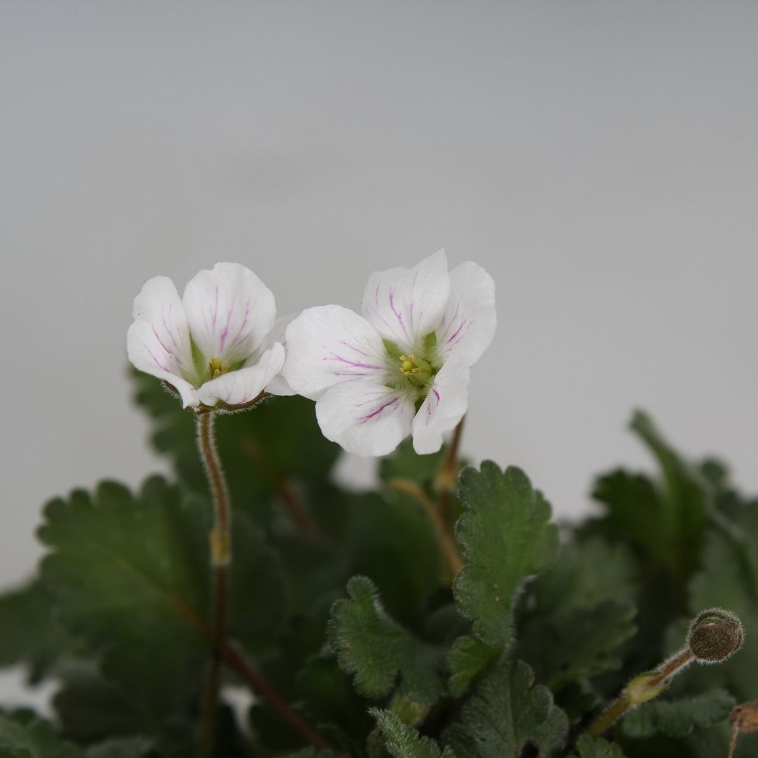 Erodium variabile 'Album' (Reigersbek)