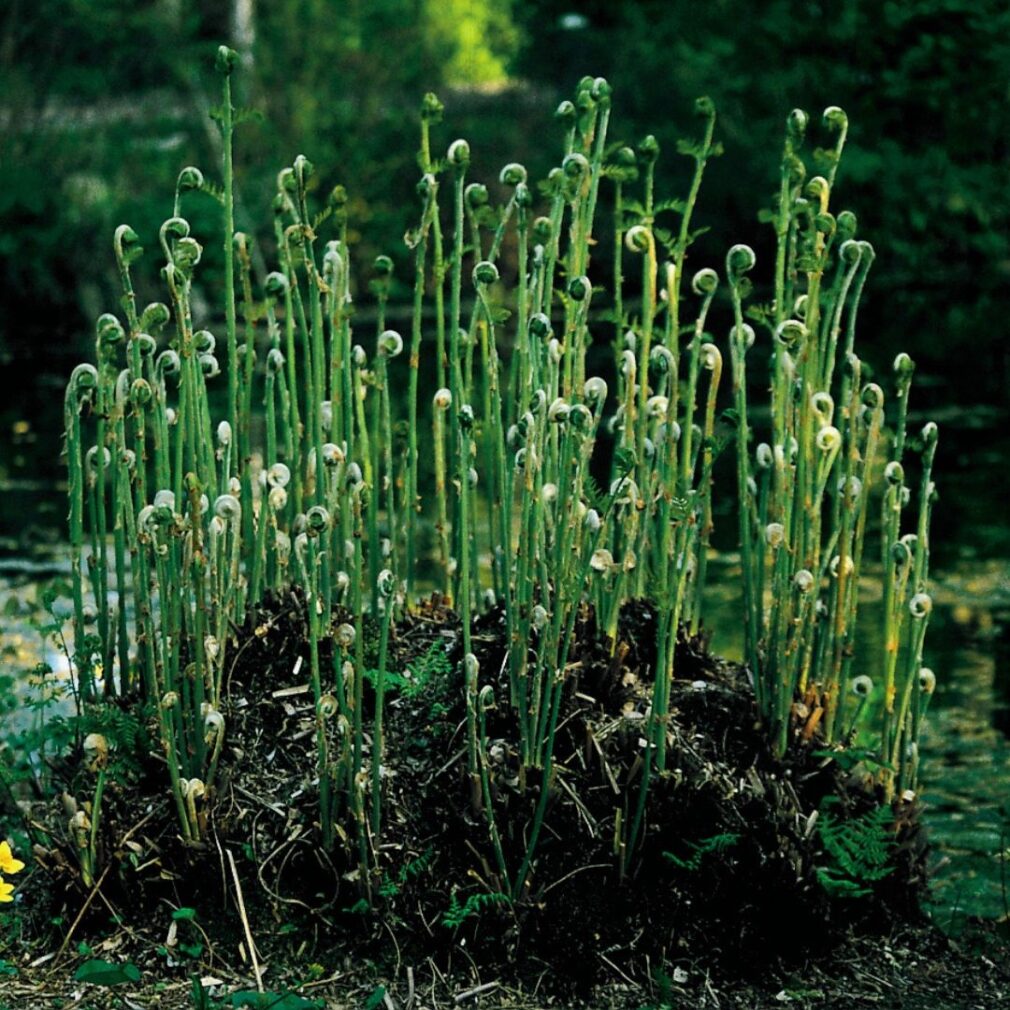 Osmunda regalis (Koningsvaren)