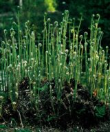 Osmunda regalis (Koningsvaren)