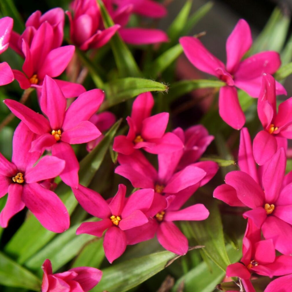 Rhodoxis 'Fairy Tale' (Sterretjesgras)