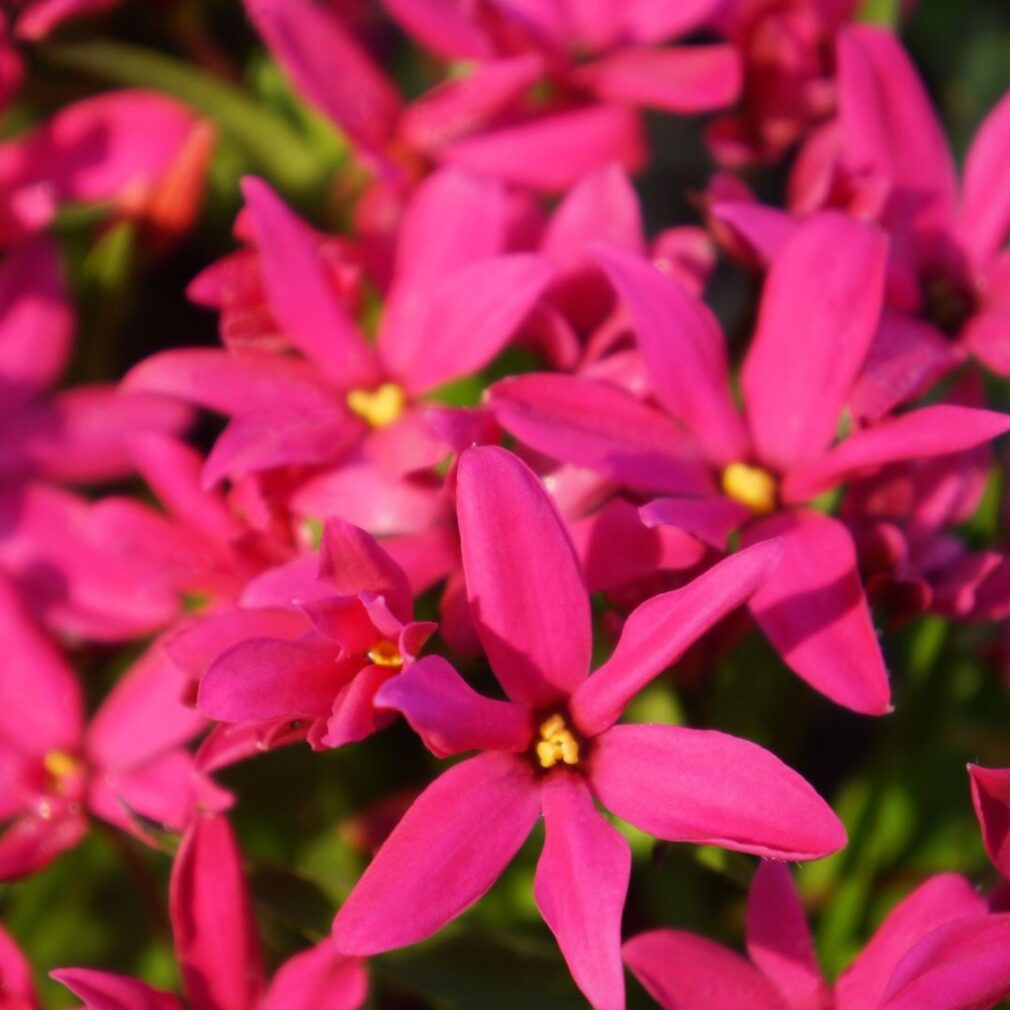 Rhodoxis 'Fairy Tale' (Sterretjesgras)