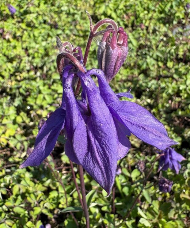 Aquilegia vulgaris (Akelei)