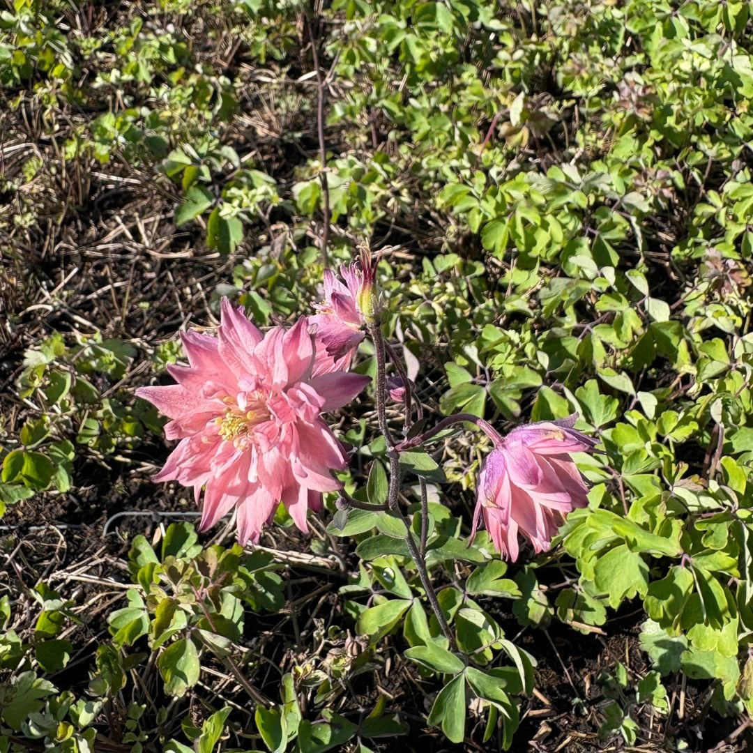 Aquilegia vulgaris 'Rose Barlow' (Akelei)