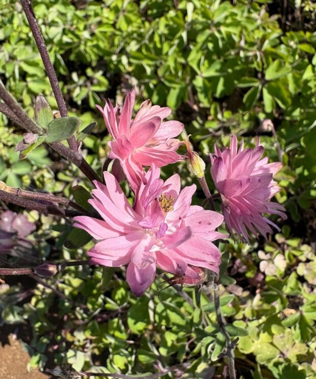 Aquilegia vulgaris 'Rose Barlow' (Akelei)