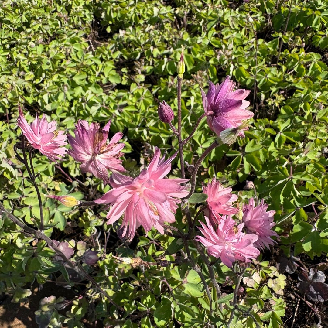 Aquilegia vulgaris 'Rose Barlow' (Akelei)