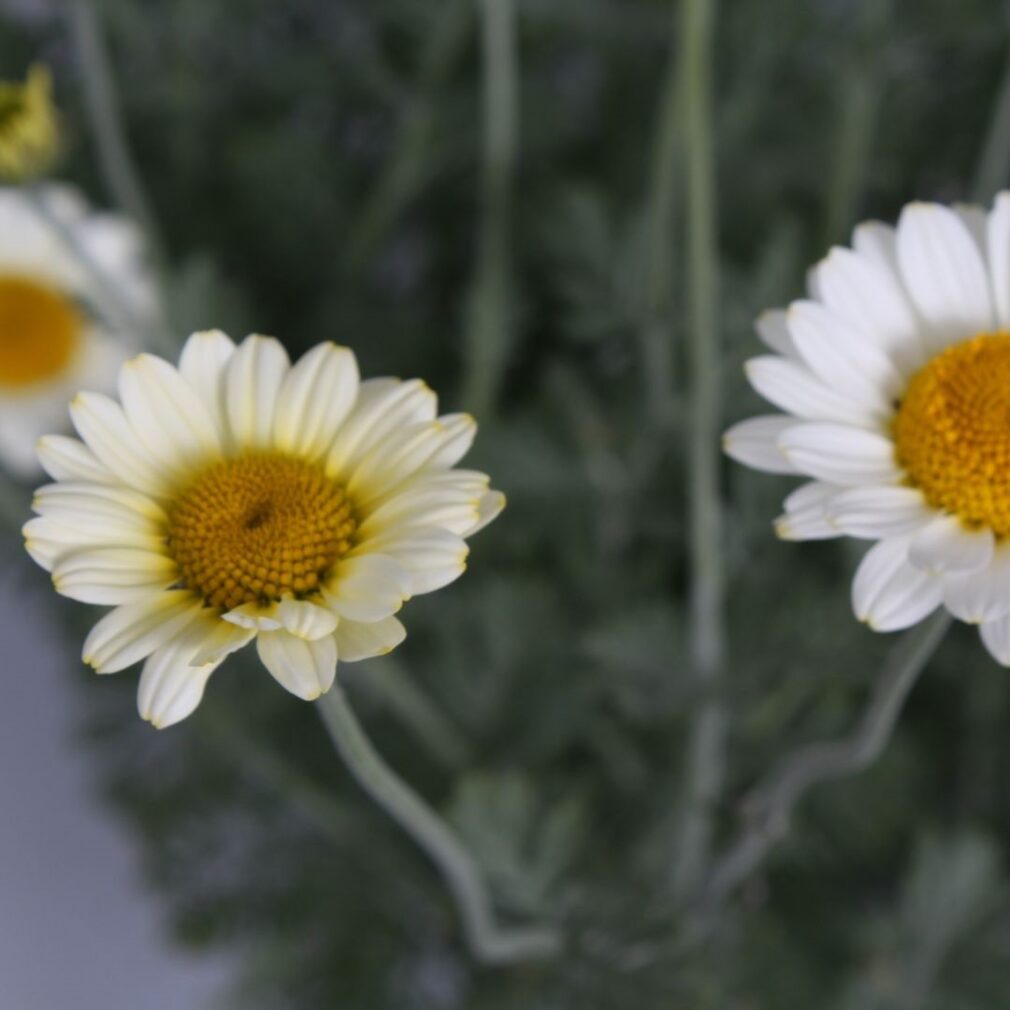 Anthemis hybrida 'Sauce Hollandaise' (Gele Kamille)