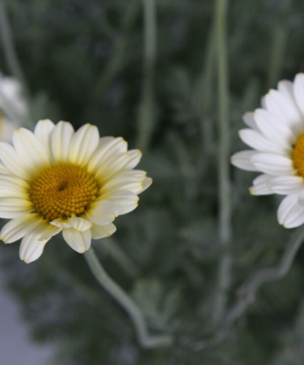 Anthemis hybrida 'Sauce Hollandaise' (Gele Kamille)