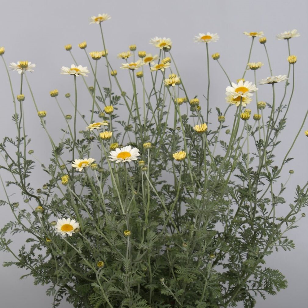 Anthemis hybrida 'Sauce Hollandaise' (Gele Kamille)
