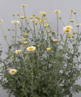 Anthemis hybrida 'Sauce Hollandaise' (Gele Kamille)