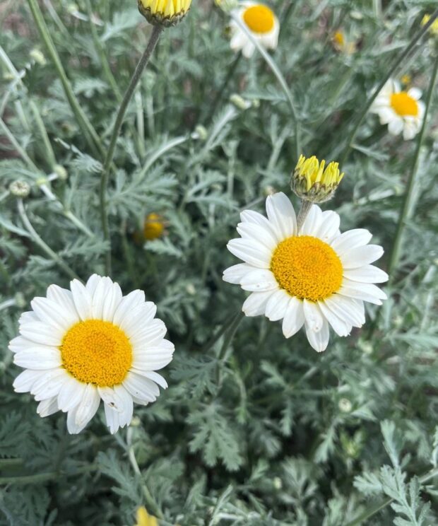 Anthemis hybrida 'Sauce Hollandaise' (Gele Kamille)