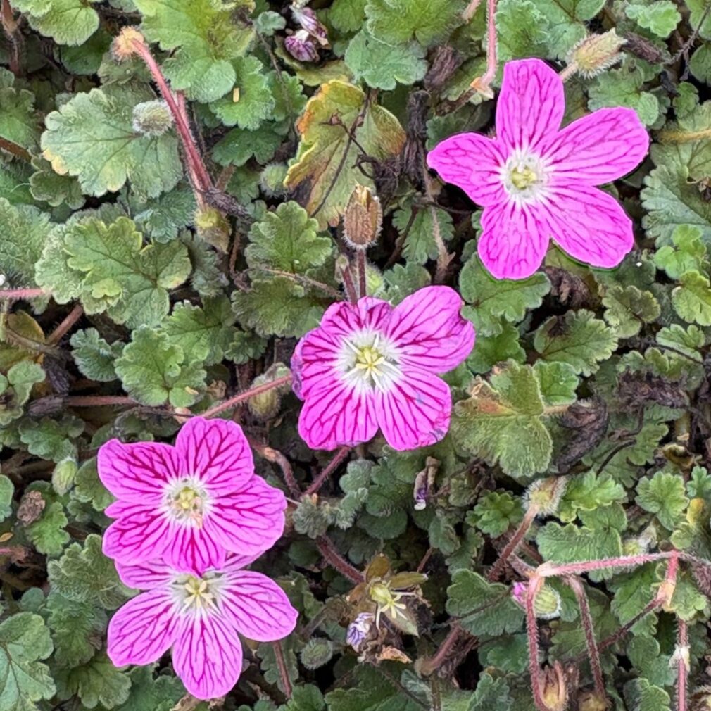 Erodium variabile 'Bishop's Form' (Reigersbek)