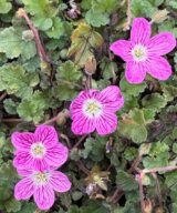 Erodium variabile 'Bishop's Form' (Reigersbek)