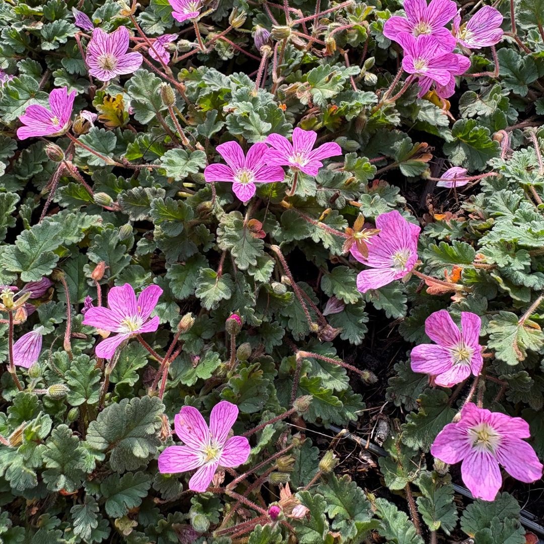 Erodium variabile 'Bishop's Form' (Reigersbek)