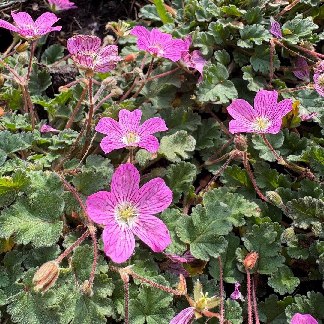 Erodium variabile 'Bishop's Form' (Reigersbek)