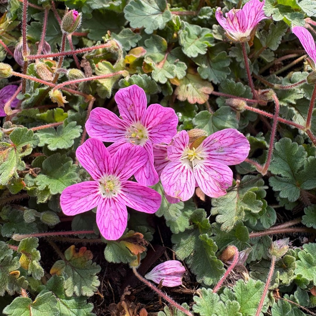 Erodium variabile 'Bishop's Form' (Reigersbek)