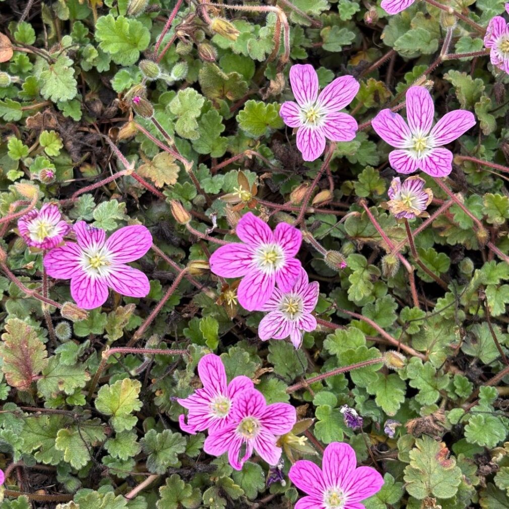 Erodium variabile 'Bishop's Form' (Reigersbek)