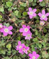 Erodium variabile 'Bishop's Form' (Reigersbek)