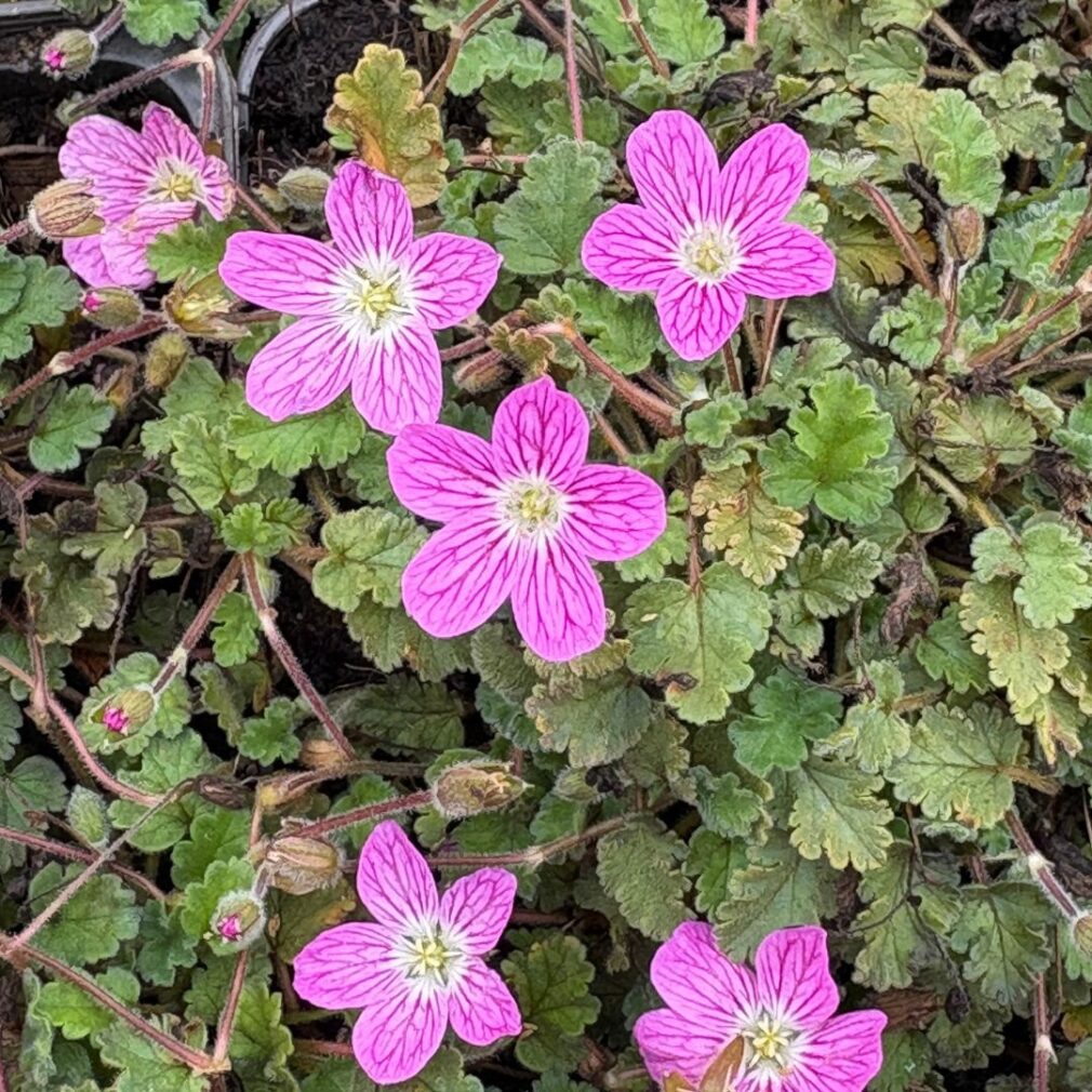 Erodium variabile 'Bishop's Form' (Reigersbek)