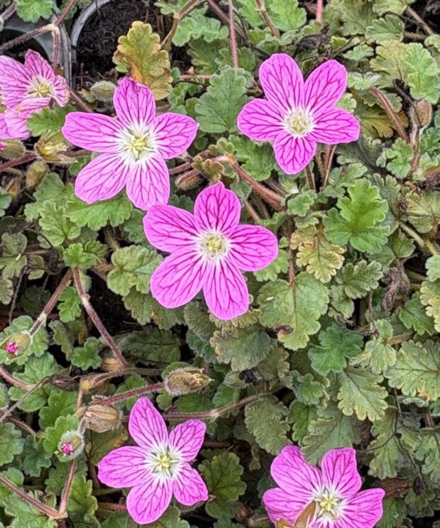 Erodium variabile 'Bishop's Form' (Reigersbek)