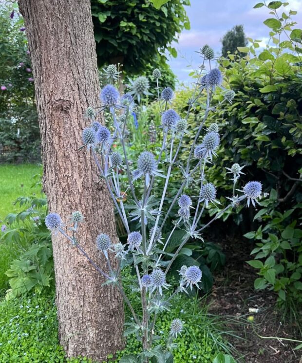 Eryngium planum (Kruisdistel)