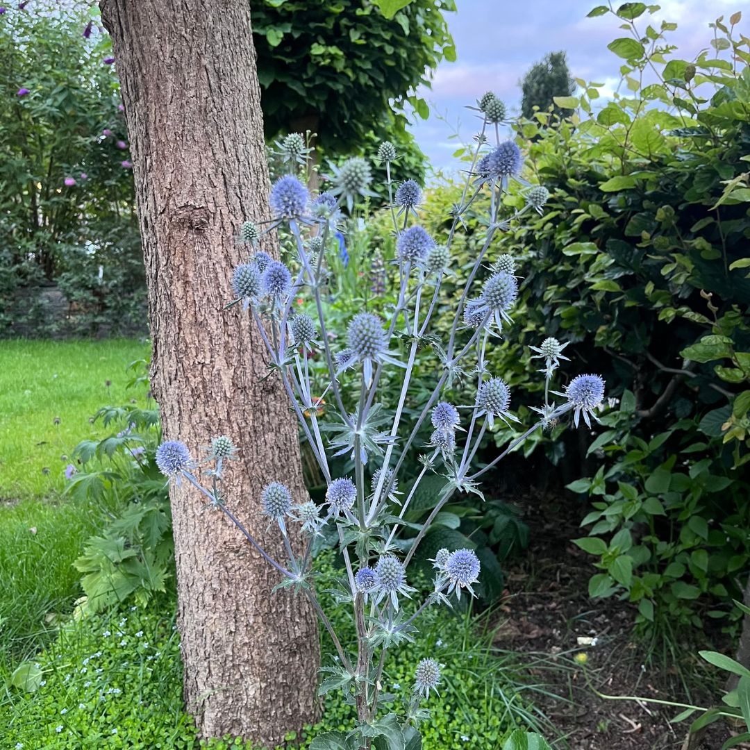 Eryngium planum (Kruisdistel)