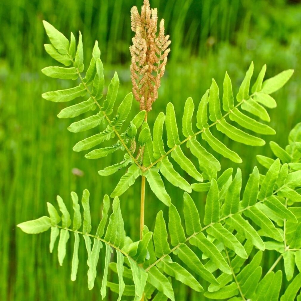 Osmunda regalis (Koningsvaren)