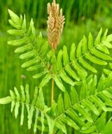 Osmunda regalis (Koningsvaren)