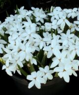 Rhodoxis 'Fairy Snow' (Sterretjesgras)