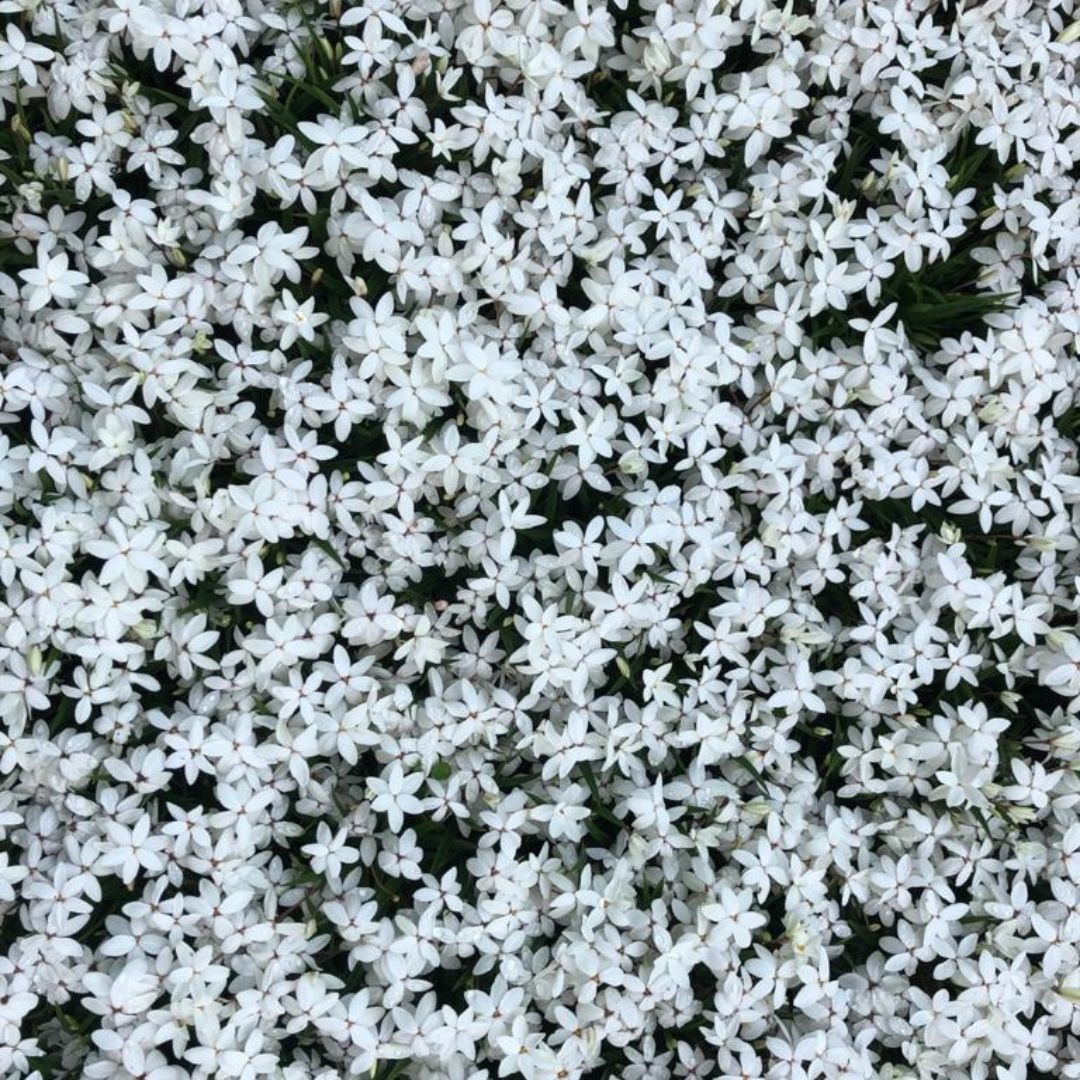 Borderpakket Luxe (ongeveer 3m2)