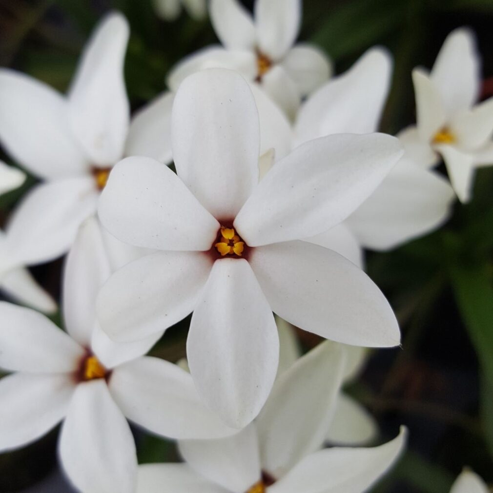 Rhodoxis 'Fairy Snow' (Sterretjesgras)