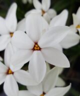 Rhodoxis 'Fairy Snow' (Sterretjesgras)